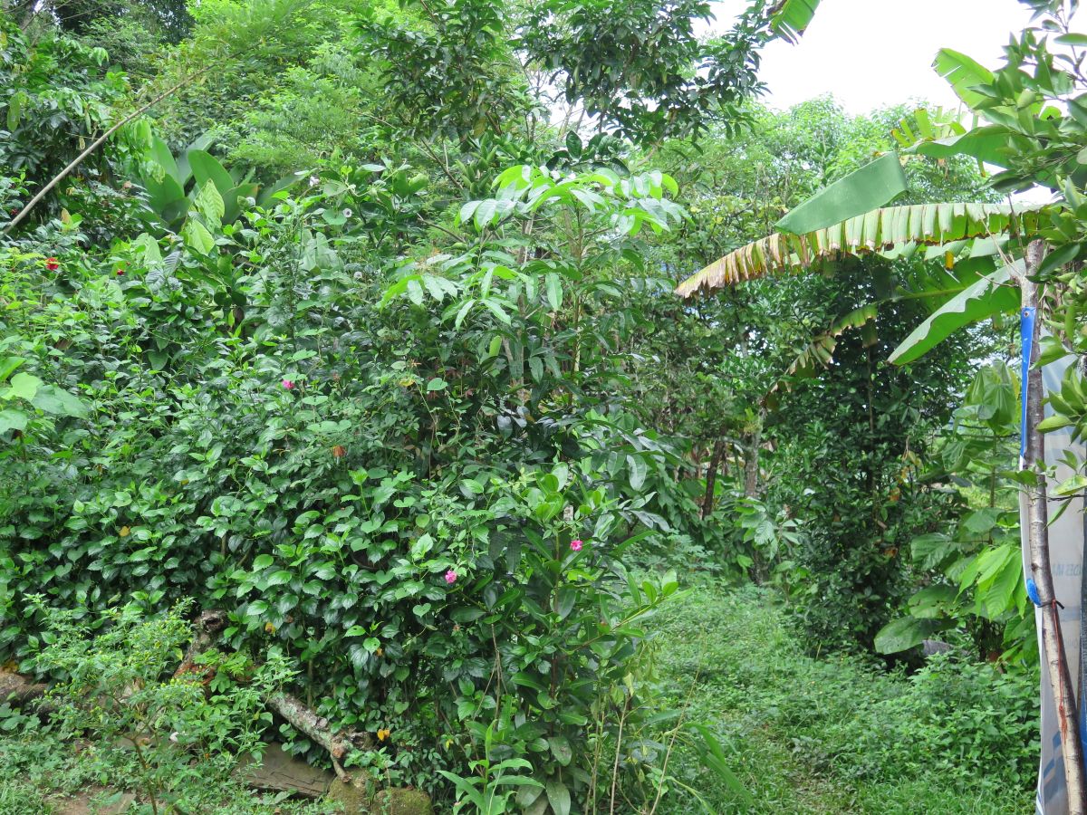 Intercropping Revisited