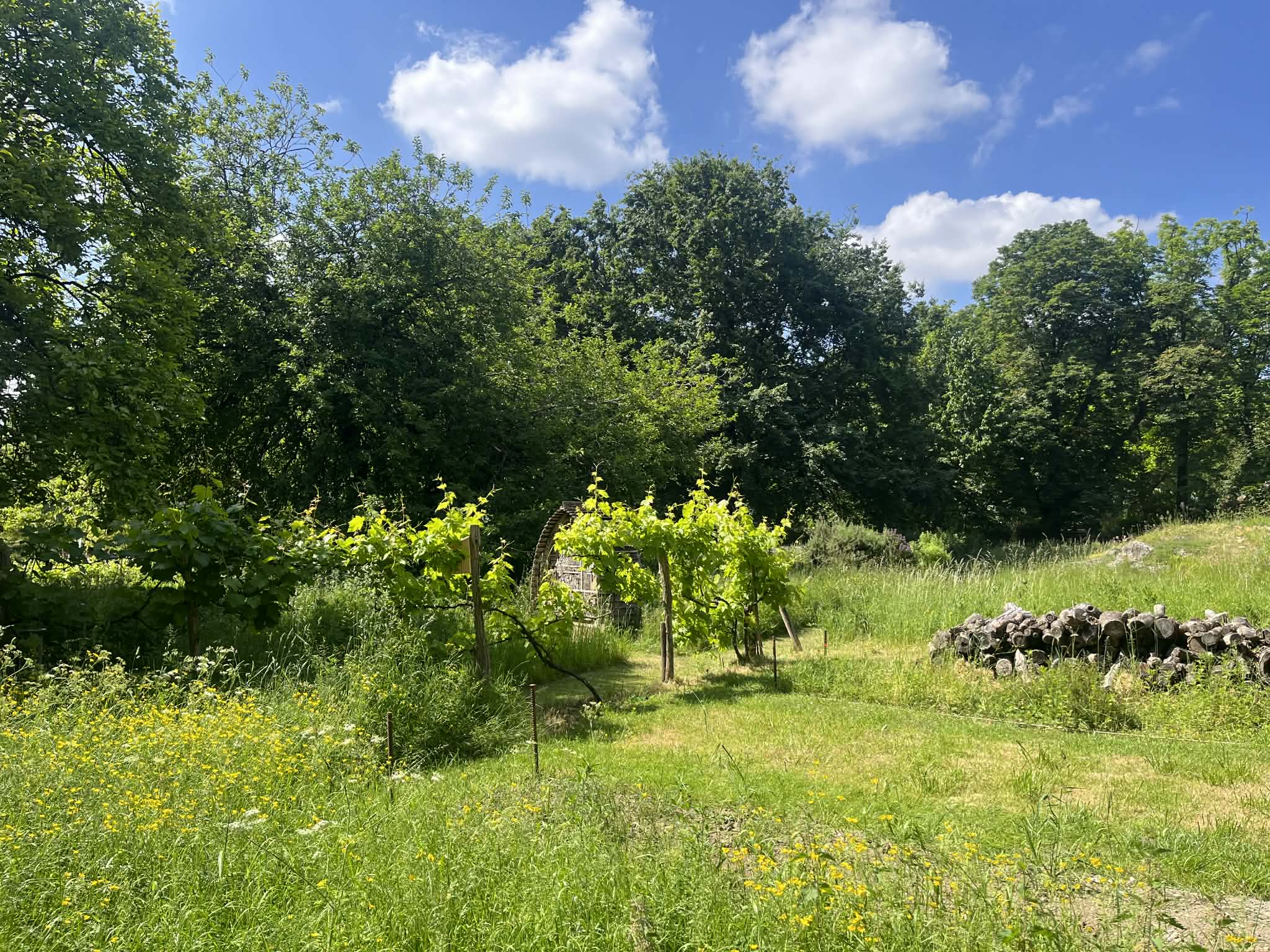 Vines at the Jardin des Plantes